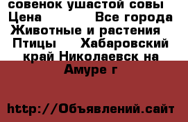 совенок ушастой совы › Цена ­ 5 000 - Все города Животные и растения » Птицы   . Хабаровский край,Николаевск-на-Амуре г.